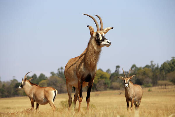 Mlilwane Wildlife Sanctuary Poster featuring the photograph Three Roan Antelopes Standing In Grass by David Santiago Garcia
