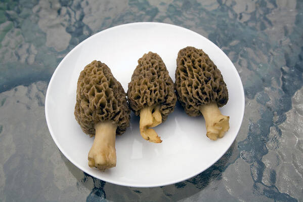 Michigan Poster featuring the photograph Three Wild Morel Mushrooms On A Plate by Snap Decision