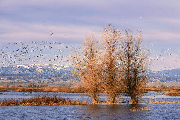 Snow Geese Poster featuring the photograph Three Willow Trees by Kathleen Bishop