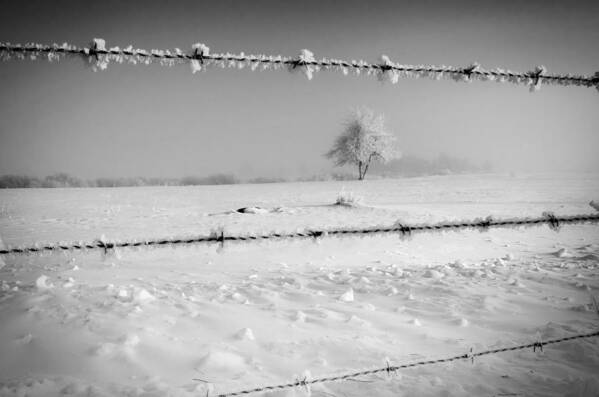 Barbed Wire Poster featuring the photograph Thru the Wire by Rick Bartrand