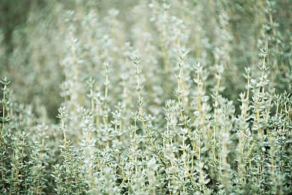 Thyme Poster featuring the photograph Thyme by Elena Elisseeva