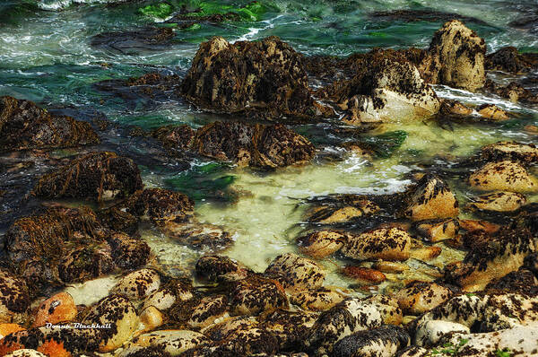 Monterey Poster featuring the photograph Tidal Pools by Donna Blackhall