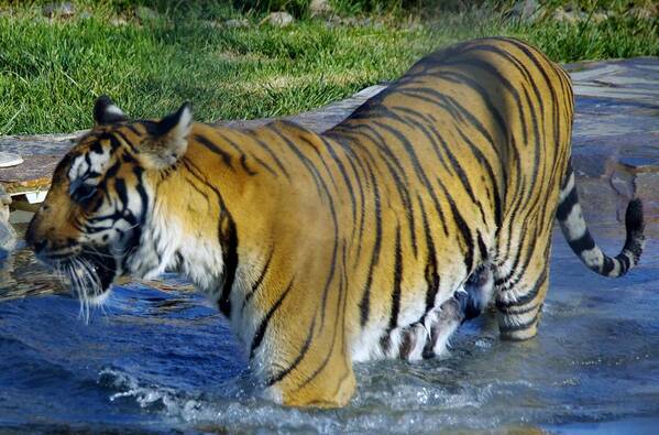 Lions Tigers And Bears Poster featuring the photograph Tiger 4 by Phyllis Spoor