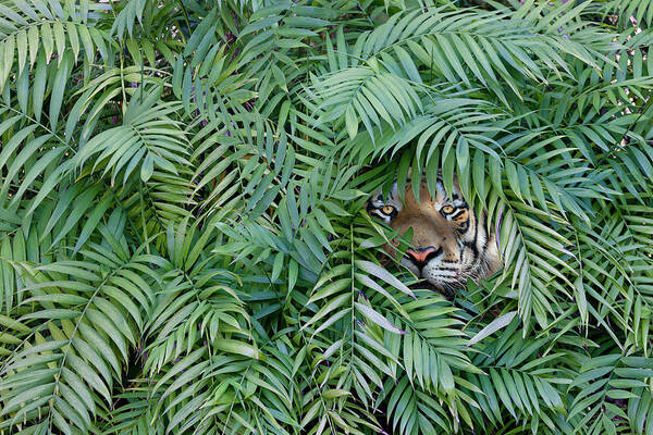 Hiding Poster featuring the photograph Tiger Peering Through Dense Forest by John M Lund Photography Inc