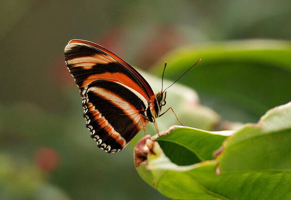 Butterfly Poster featuring the photograph Tiger Striped Butterfly by Sandy Keeton