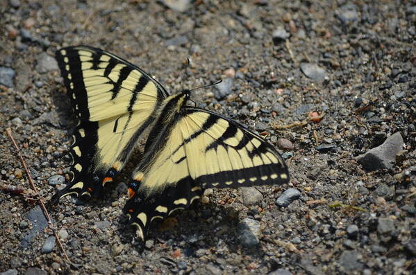 Maine Poster featuring the photograph Tiger Swallowtail by James Petersen