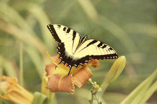 Tiger Swallowtail Butterfly Poster featuring the photograph Tiger Swallowtail by Kim Hojnacki