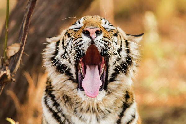 Animals In The Wild Poster featuring the photograph Tiger Yawn by John Mckeen