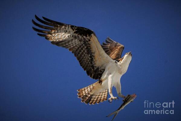 Osprey Poster featuring the photograph Tight Grip by Quinn Sedam