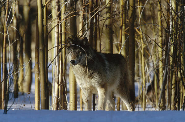 Feb0514 Poster featuring the photograph Timber Wolf Camouflaged In Birch Forest by Konrad Wothe
