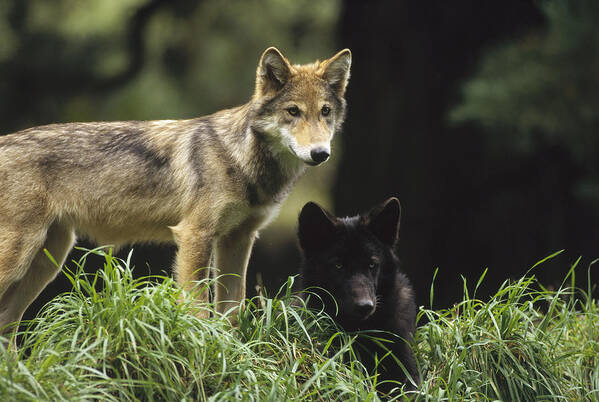 Feb0514 Poster featuring the photograph Timber Wolf Juveniles North America by Gerry Ellis