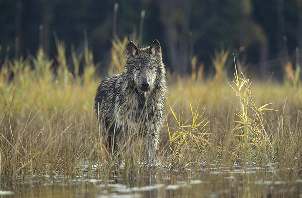 Feb0514 Poster featuring the photograph Timber Wolf Pauses Montana by Tim Fitzharris