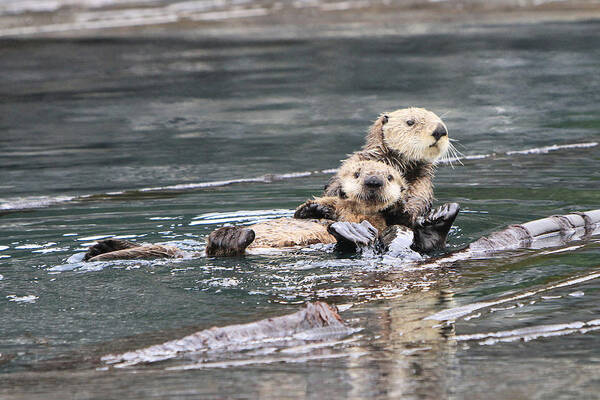 Sea Otter Poster featuring the photograph Time To Go by Shoal Hollingsworth