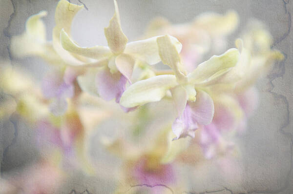 Orchid Poster featuring the photograph To Dream a Dream by Jenny Rainbow