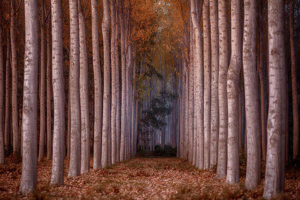 Rows Poster featuring the photograph To The Light by Tony Goran