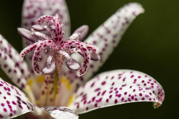 Flower Poster featuring the photograph Toad Lily in Autumn by Clare Bambers