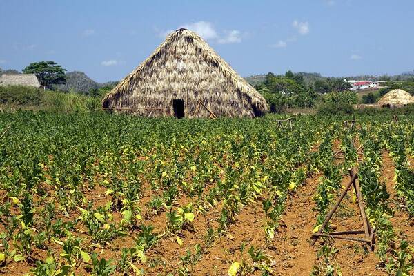 Tobacco Poster featuring the photograph Tobacco field and drying house, Cuba by Science Photo Library
