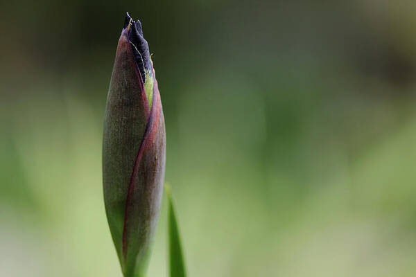 Iris Poster featuring the photograph Today A Bud - Purple Iris by Debbie Oppermann