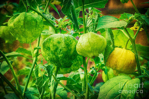 Tomatillo Poster featuring the photograph Tomatillos by James BO Insogna