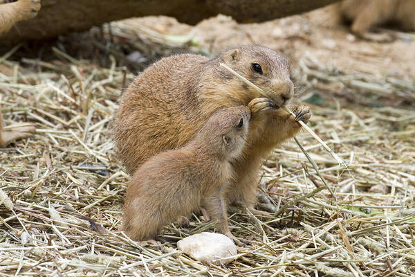 Prairie Dogs Poster featuring the photograph Too Cute Prairie Dogs by Chris Scroggins