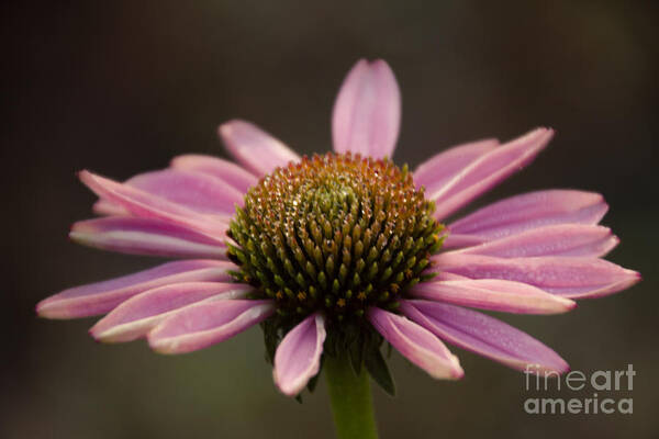 Coneflower Poster featuring the photograph Top Side by CJ Benson