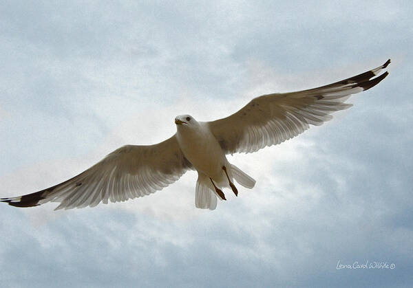 Seagull Poster featuring the photograph Tourist Destination by Lena Wilhite