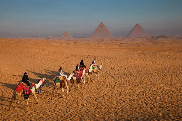 Working Animal Poster featuring the photograph Tourists On Camels & Pyramids Of Giza by Richard I'anson