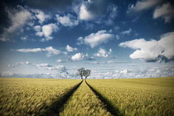 Tracks Poster featuring the photograph Trace & Trees 2 by Carsten Meyerdierks