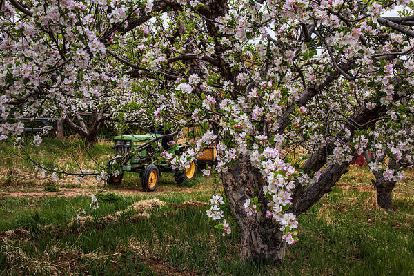 Orchard Poster featuring the photograph Tractor in the Orchard by Diana Powell
