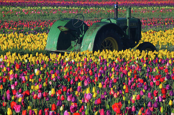 Acer Palmatum Poster featuring the photograph Tractor In The Tulip Field, Tulip by Michel Hersen