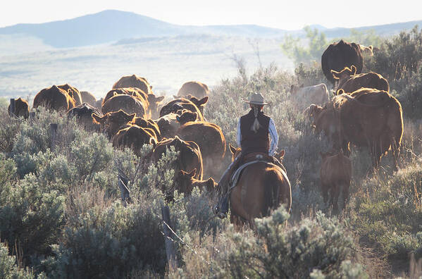 Wyoming 2014 Poster featuring the photograph Trailing Cattle by Diane Bohna