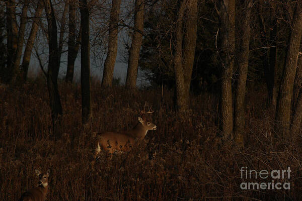 Whitetail Deer Poster featuring the photograph Trails by Thomas Danilovich