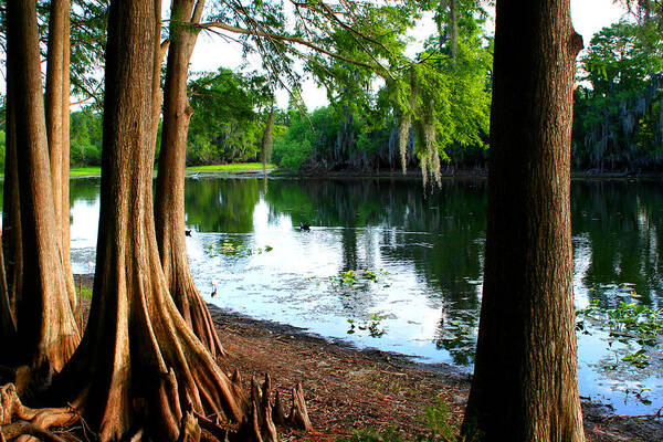 Lake Poster featuring the photograph Tranquil Park 1 by Tom Baptist