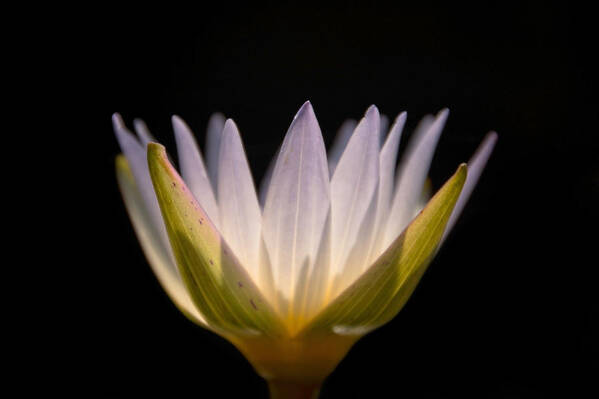 Water Lily Poster featuring the photograph Translucent Lily by Leda Robertson