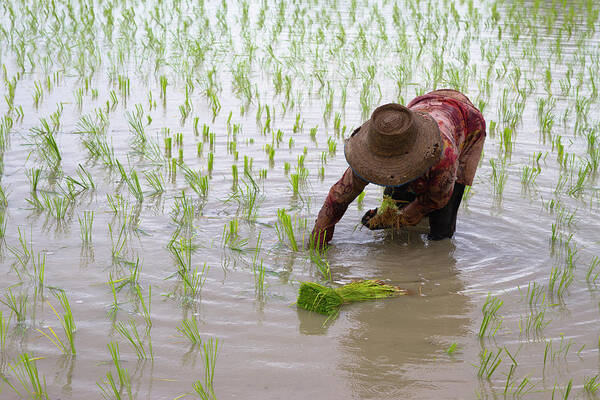 Working Poster featuring the photograph Transplanting Rice In Thailand by Richard Friend