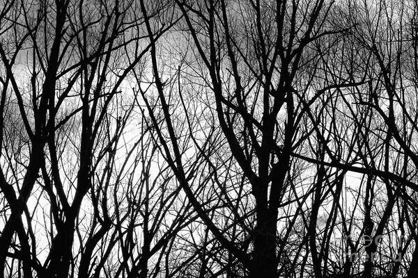 Trees Poster featuring the photograph Tree Branches Into The Night by James BO Insogna