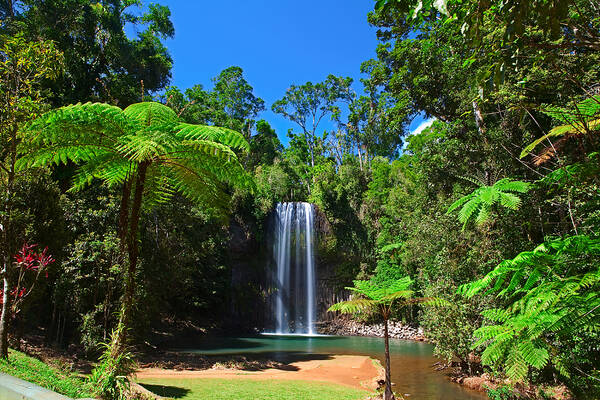 Australia Poster featuring the photograph Tree Fern And Waterfall In Tropical Rain Forest Paradise by Dirk Ercken