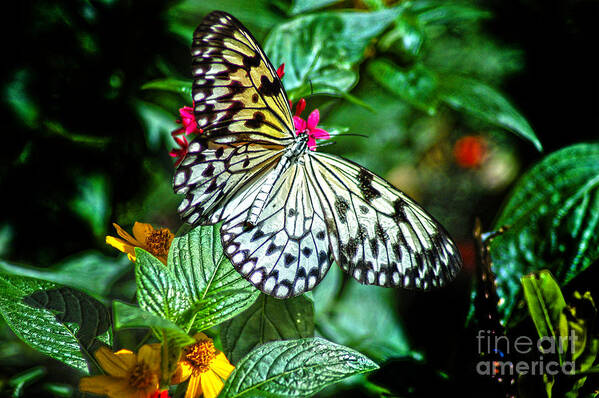 Diane Berry Poster featuring the photograph Tree Nymph 2 by Diane E Berry