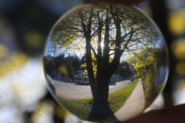 Tree Poster featuring the photograph Tree On The Street by Cathie Douglas