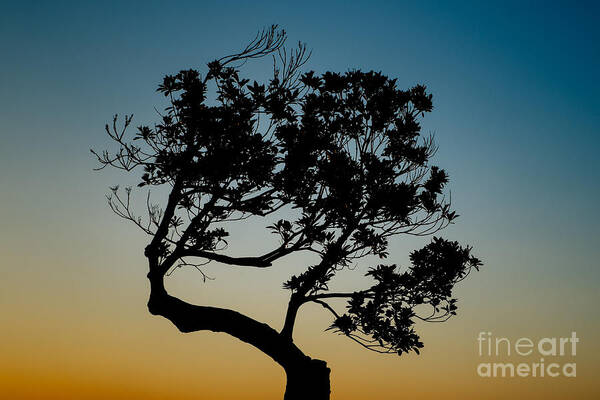 Tree Poster featuring the photograph Tree Silhouetted Against the Setting Sun by Dean Harte