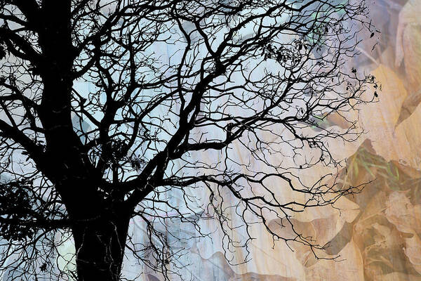 Layered Image Poster featuring the photograph Tree Skeleton Layer Over Opaque Image by Judi Angel