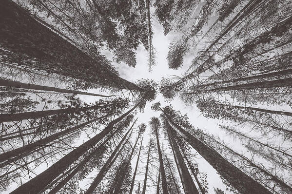 Tall Trees Poster featuring the photograph Tree sky by Chelsea Stockton