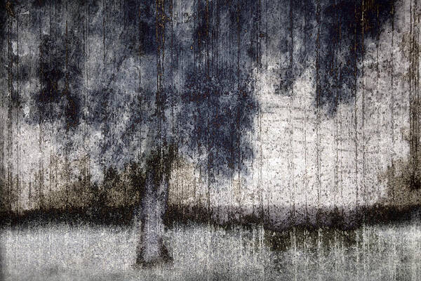 Tree Poster featuring the photograph Tree Through Sheer Curtains by Carol Leigh