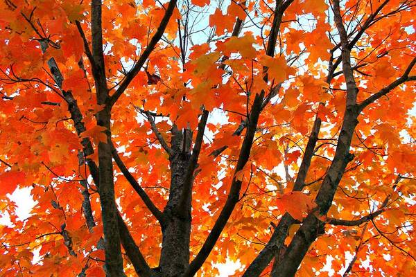 Autumn Poster featuring the photograph Tree Transition by Candice Trimble