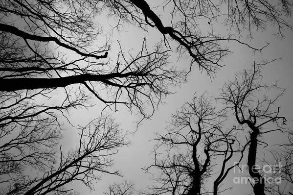 Black And White Trees Poster featuring the photograph Trees by Jeffery L Bowers