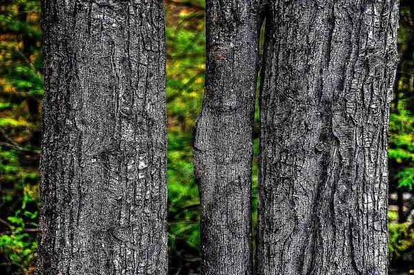 Trees Poster featuring the photograph Trees by Phyllis Meinke