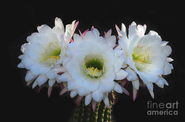 White Cactus Bloom Poster featuring the photograph Tres Flores by Tamara Becker