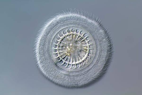 Ciliate Poster featuring the photograph Trichodina Ciliate by Gerd Guenther