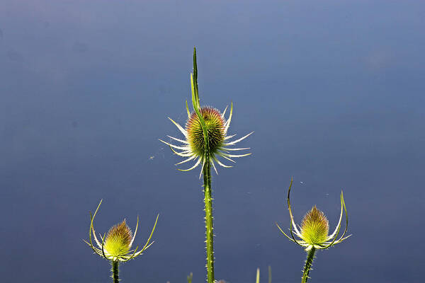 Cotswolds Poster featuring the photograph Trio of Teasels by Tony Murtagh