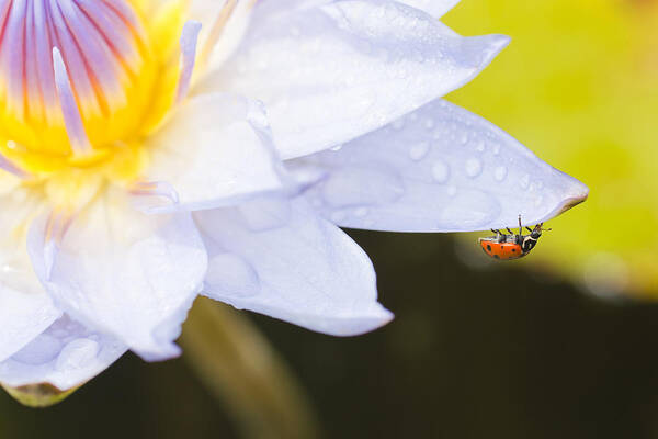 Ladybug Poster featuring the photograph Tropical Adventure by Priya Ghose